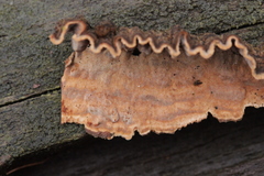 Laxitextum bicolor