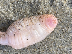 Paracaudina chilensis