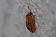 Drepanepteryx punctata