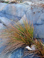 Eleocharis geniculata