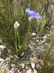 Aristea oligocephala
