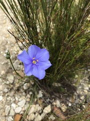 Aristea oligocephala