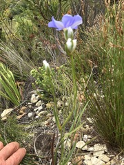 Aristea oligocephala