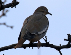 Zenaida asiatica mearnsi