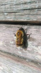 Bombus consobrinus