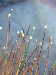 Eleocharis geniculata