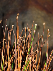 Eleocharis geniculata