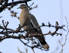 Zenaida asiatica mearnsi
