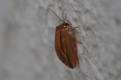 Drepanepteryx punctata