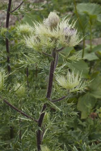 Cirsium obvallatum