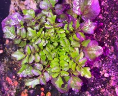 Cardamine hirsuta
