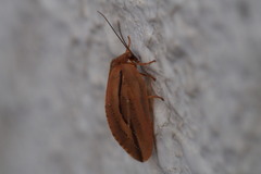 Drepanepteryx punctata