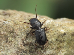 Dixus sphaerocephalus