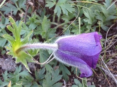 Pulsatilla ambigua