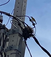 Pitangus sulphuratus