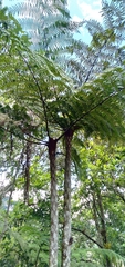 Cyathea caracasana