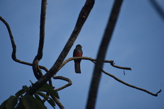 Trogon melanurus