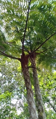 Cyathea caracasana