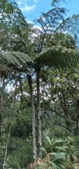 Cyathea caracasana