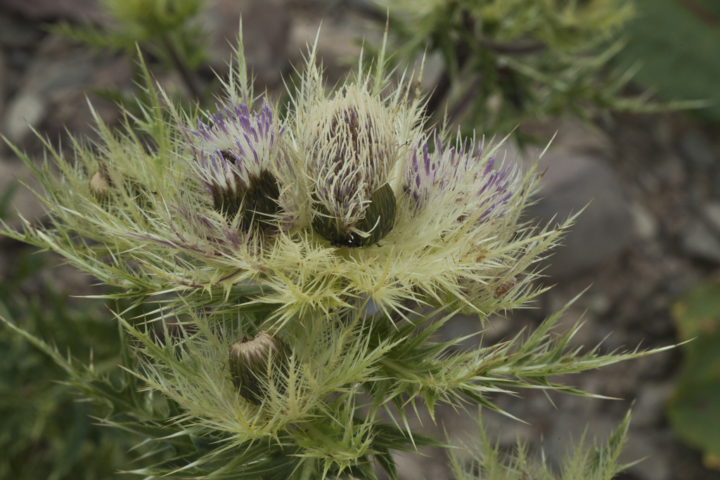 Cirsium obvallatum