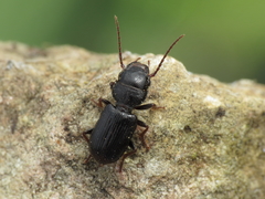 Dixus sphaerocephalus