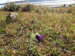 Pulsatilla ambigua