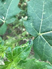 Macugonalia leucomelas