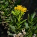 Coastal Goldenbush - Photo (c) Joey Santore, some rights reserved (CC BY-NC), uploaded by Joey Santore