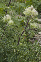 Cirsium obvallatum