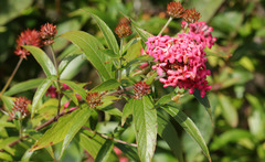 Arachnothryx leucophylla