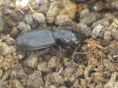 Dixus sphaerocephalus