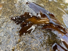 Stephanocystis