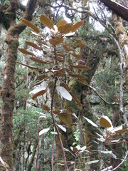 Oreopanax lempiranus