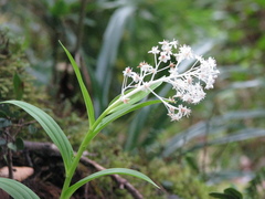 Maianthemum paniculatum