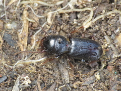 Dixus sphaerocephalus