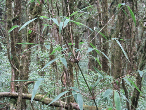 Chusquea deflexa