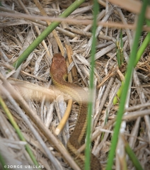 Mastigodryas heathii