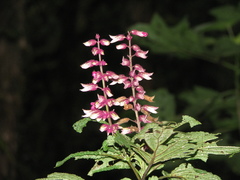 Salvia kellermanii