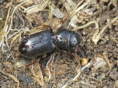 Dixus sphaerocephalus