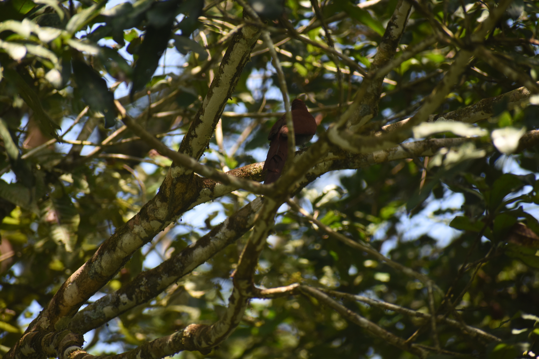 Little Cuckoo (Coccycua minuta)