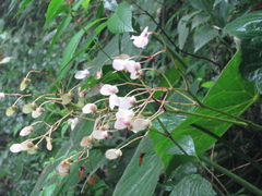 Begonia fusca