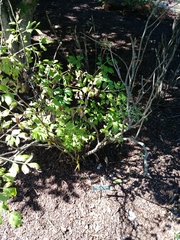 Paeonia × suffruticosa