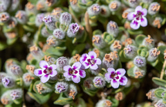 Clinopodium darwinii