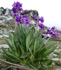 Primula macrophylla
