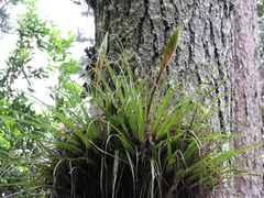 Tillandsia lampropoda