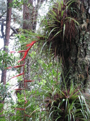 Tillandsia standleyi