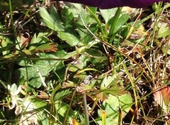 Pulsatilla ambigua