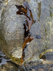 Stephanocystis