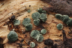 Trichoderma lixii