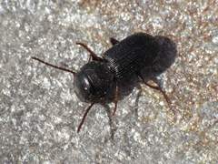 Dixus sphaerocephalus